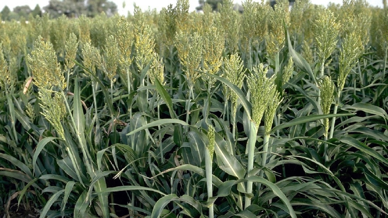 کشت ۵ گونه علوفه بومی در دشت بجد
