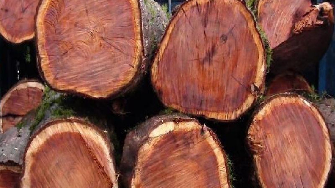 کشف ۱۲ تن چوب قاچاق در نائین