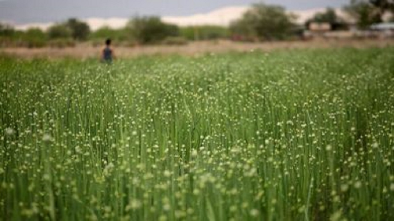 بیمه تنها ابزار جبران خسارت کشاورزان استان اردبیل است