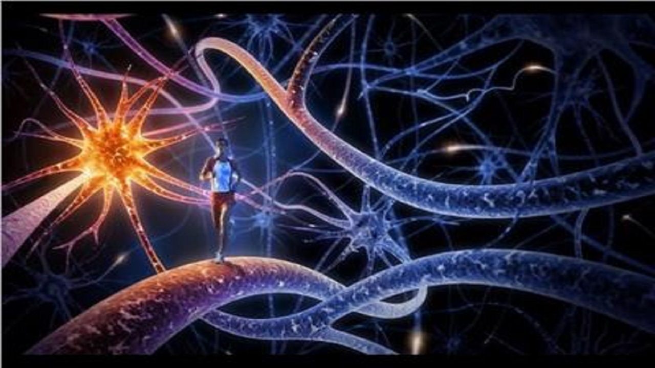 نورن‌های مسئول رفتار اجتماعی شناسایی شدند