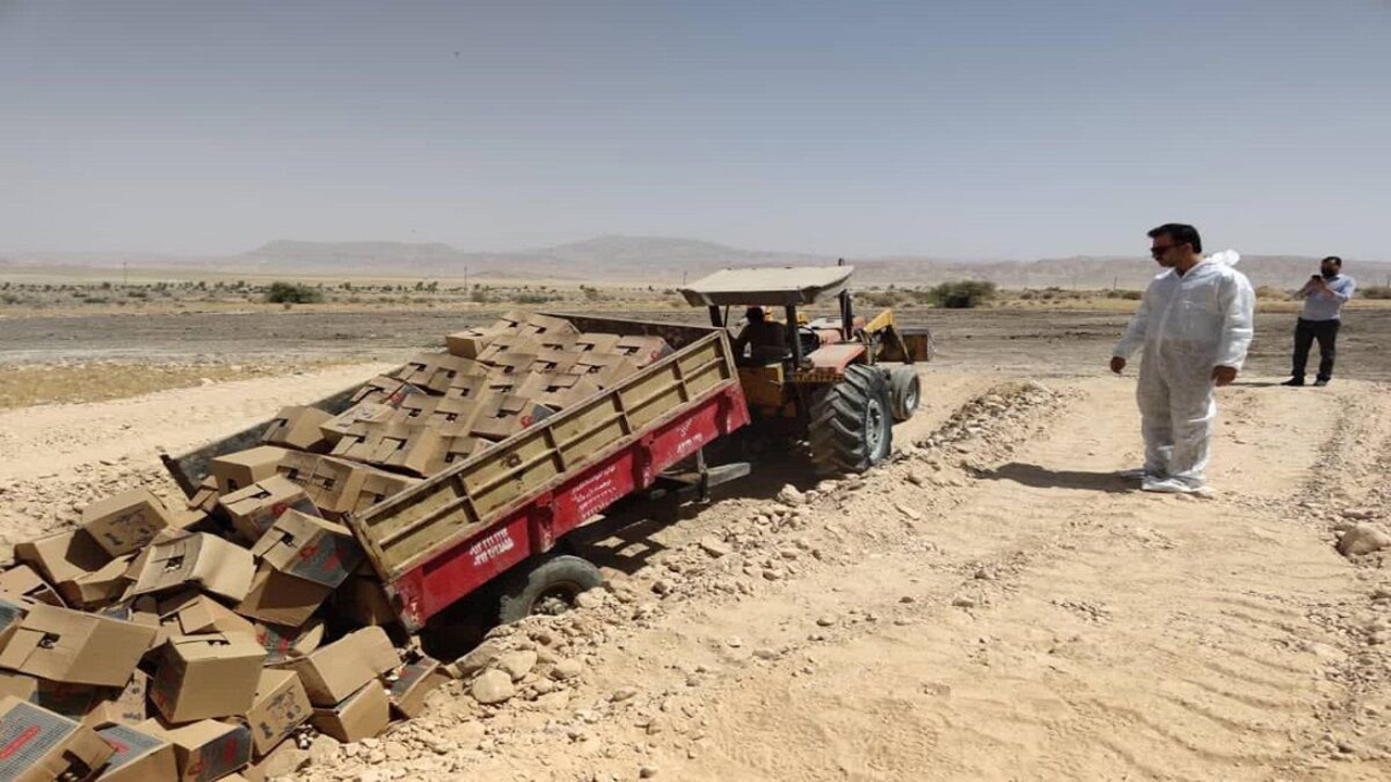 معدوم سازی ۷ هزار کیلوگرم تخم مرغ فاسد در لارستان