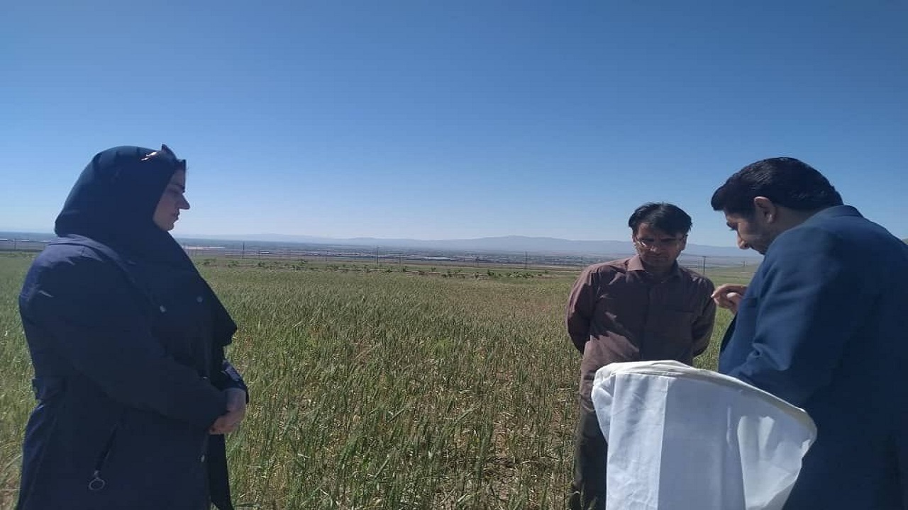 مبارزه با آفت سن در مزارع تاکستان