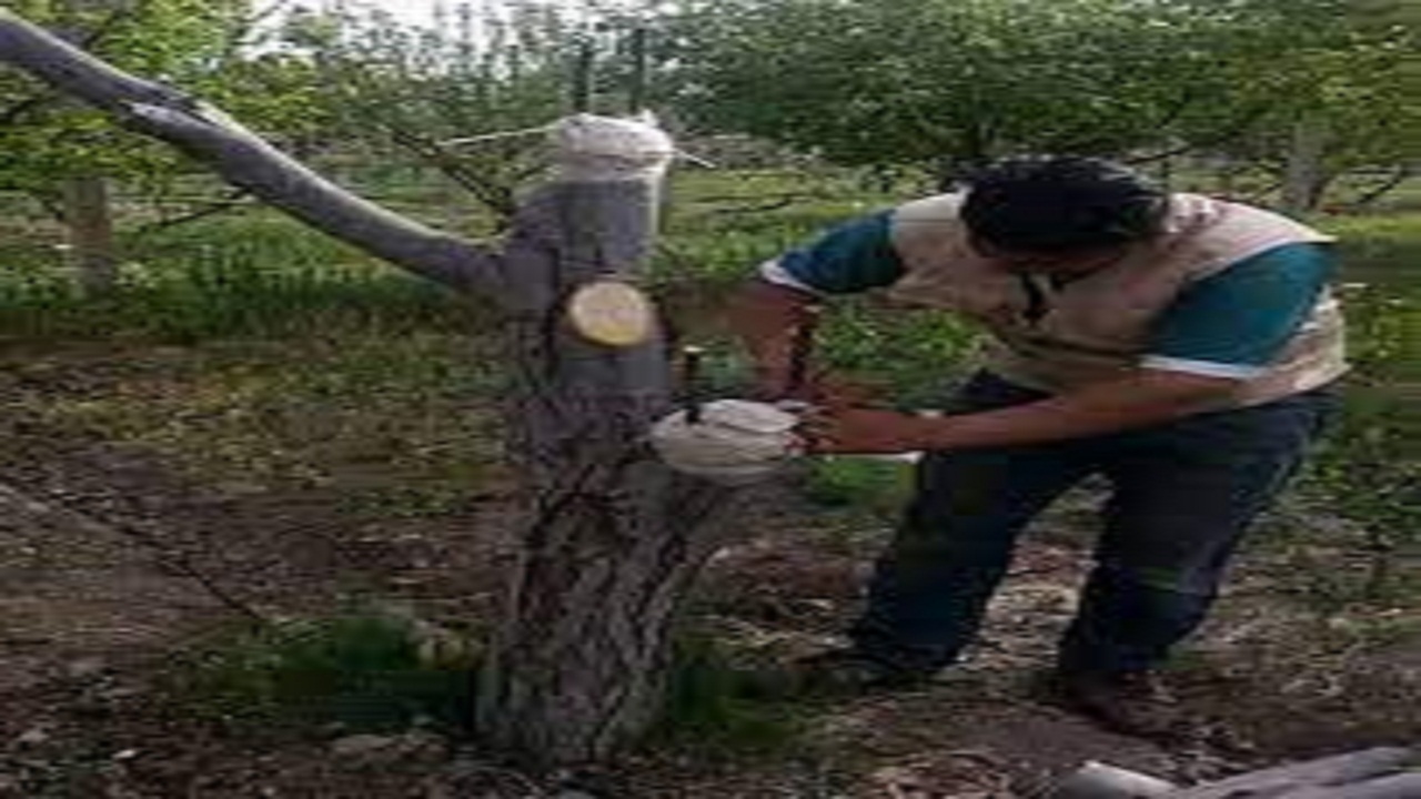 سرشاخه کاری گردو در ۵۷ هکتار از باغ‌های شهرستان بهار