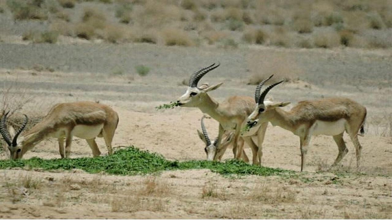 نذر علوفه برای نجات گونه‌های جانوری حیات وحش بافق