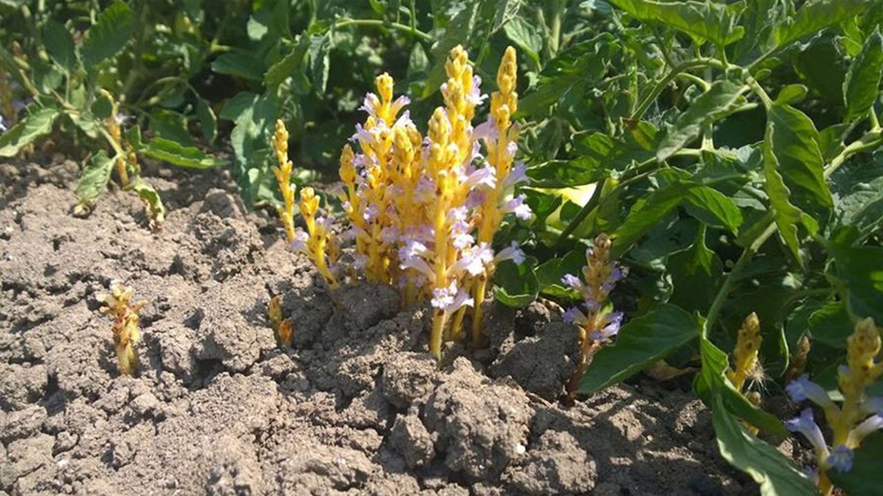 برداشت با کمباین مشترک برای جلوگیری از گسترش سرطان کشاورزی