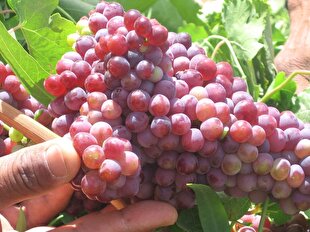 یاقوت سیستان در سرزمین بادها به بار نشست