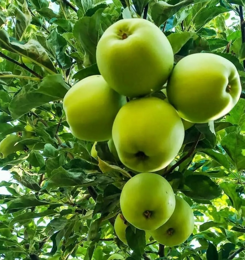 از