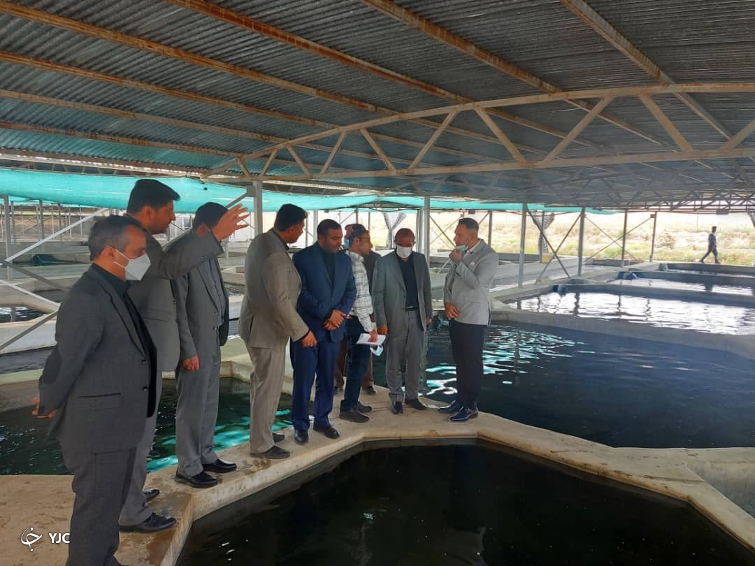 تولید سالانه ۱۲۰ تن گوشت خاویار و ۳ تن خاویار در مرکز پرورش ماهی ملوسجان