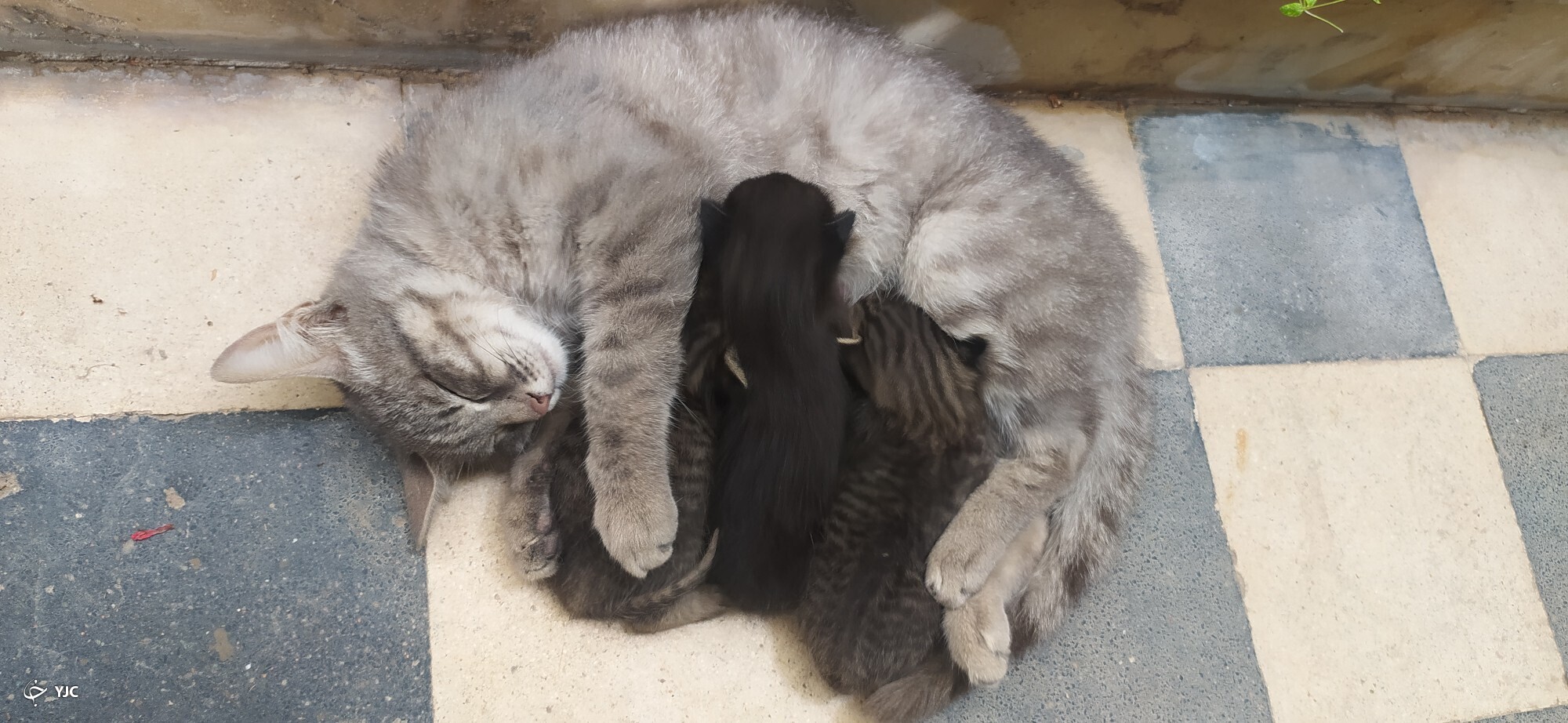 گربه و بچه هایش گربه و بچه هایش