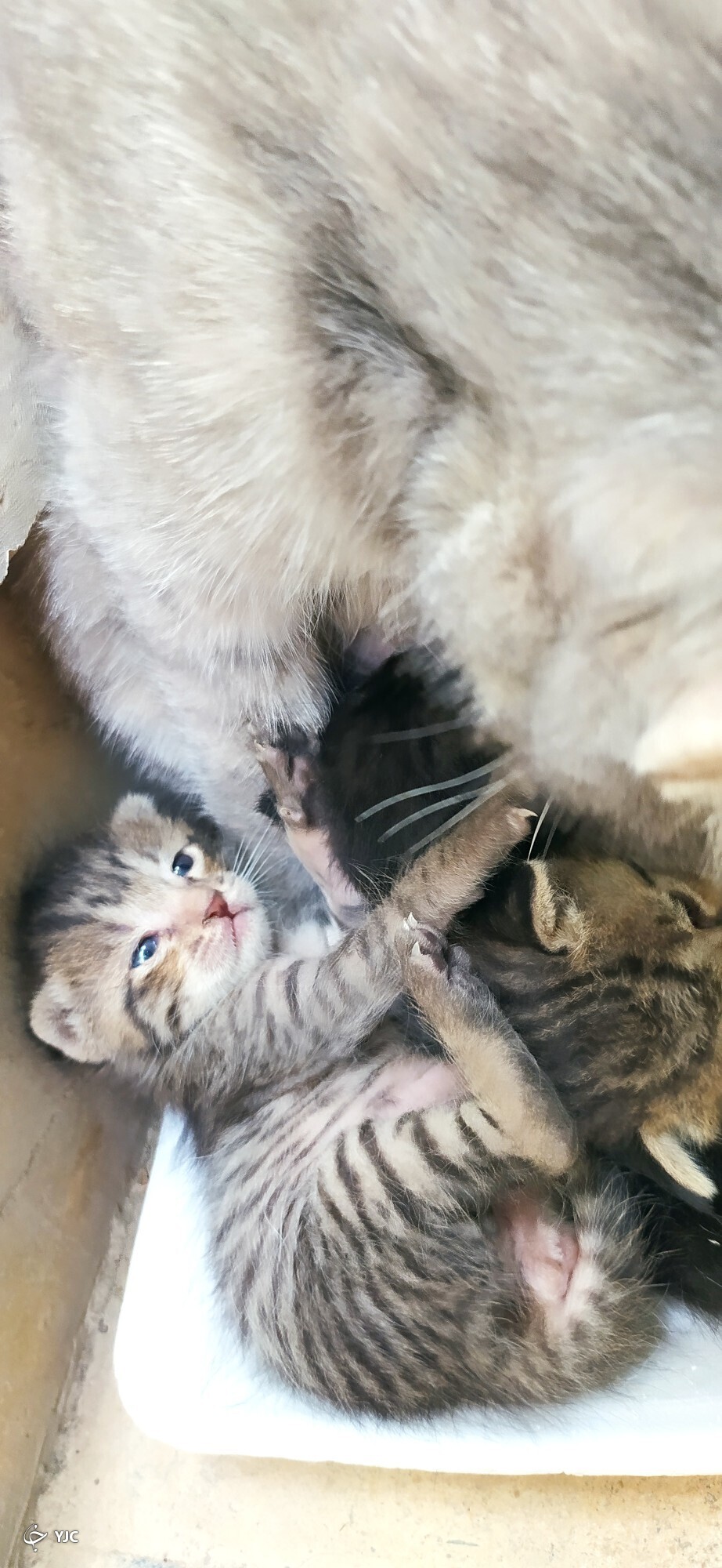 گربه و بچه هایش گربه و بچه هایش