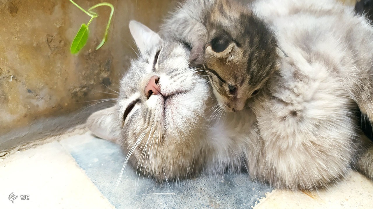 گربه گربه