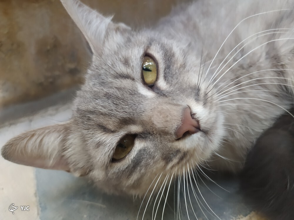 گربه مادر گربه مادر