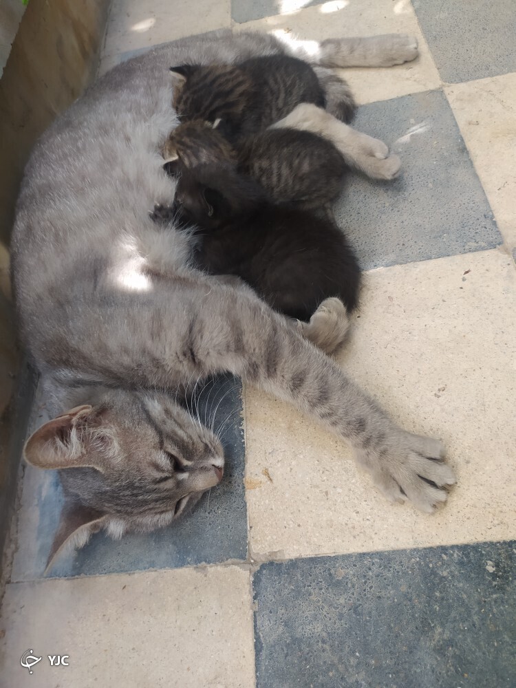 گربه و بچه ها گربه و بچه ها