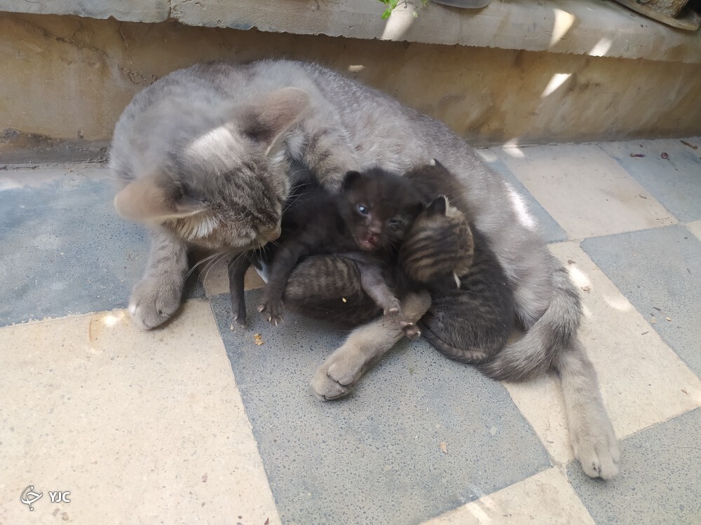 گربه گربه