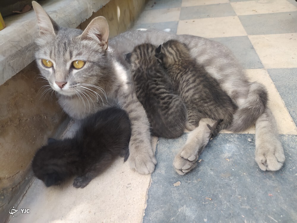 گربه گربه