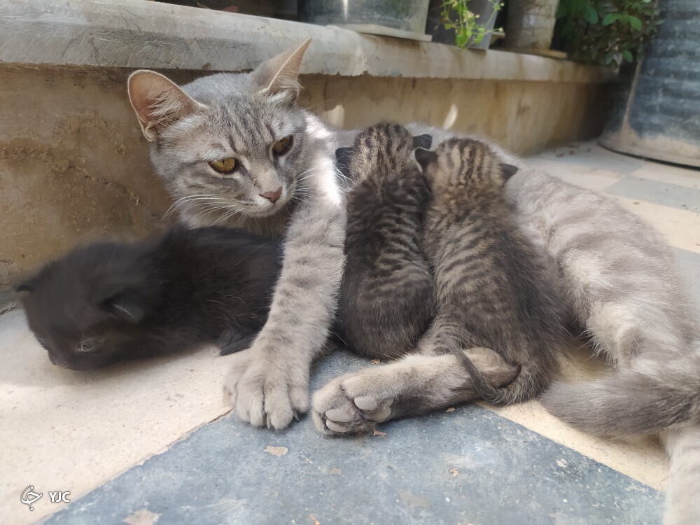 گربه گربه