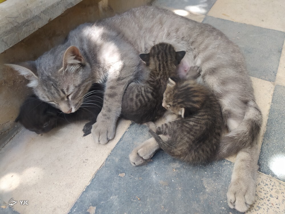 گربه و بچه هایش گربه و بچه هایش