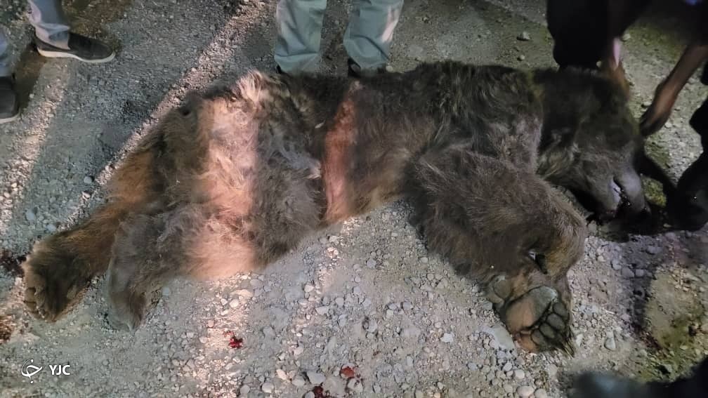 برخورد خودرو سواری با یک قلاده خرس