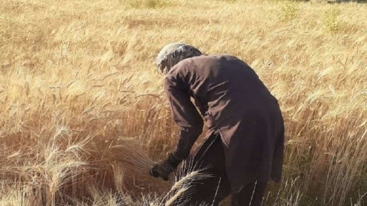 برداشت محصول در بلخ با حضور نمایندگان زراعت باشد