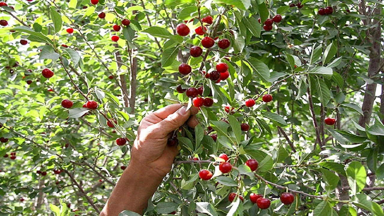 رویش درختان زیبای آلبالو در روستای کندر