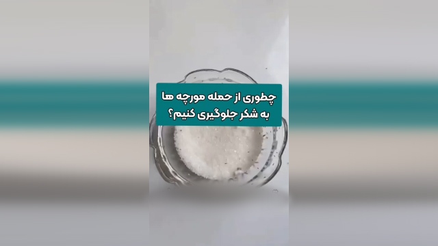 جلوگیری از حمله مورچه‌ها به قند و شکر + فیلم