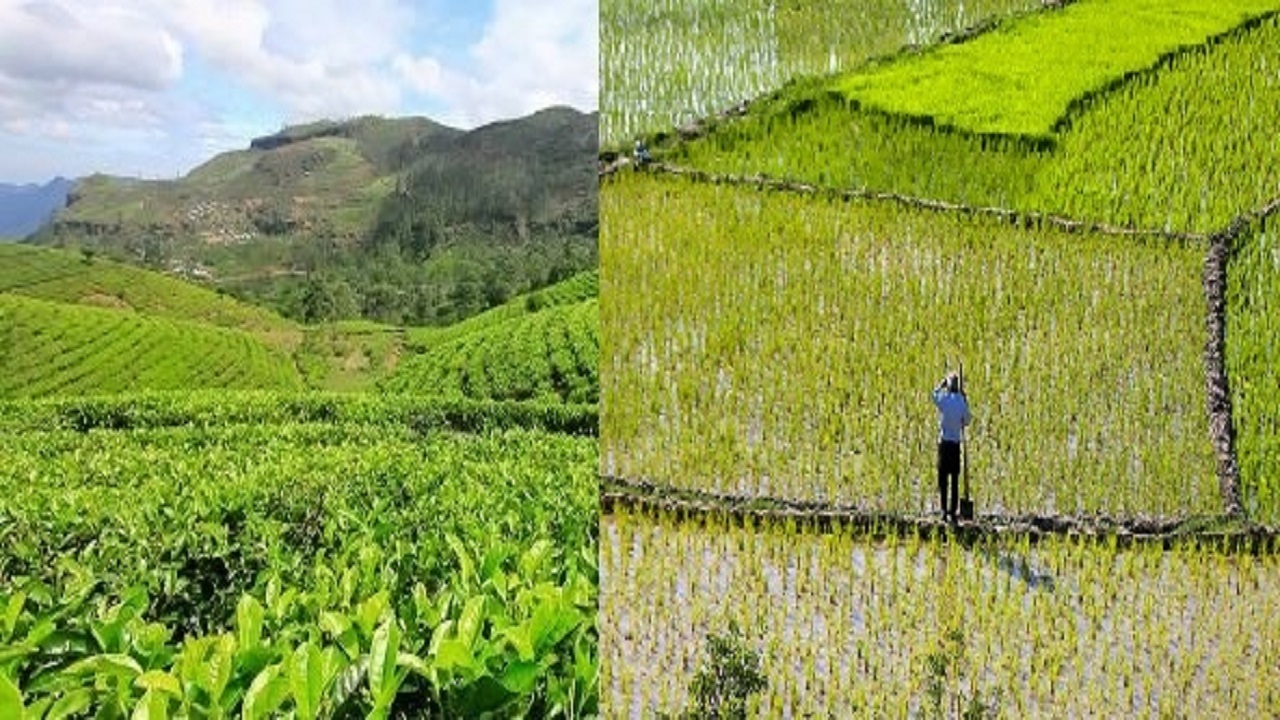 مهلت ۲ هفته‌ای بیمه چای و شالیزار در گیلان