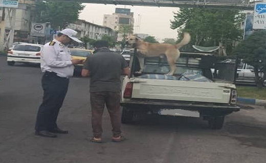برخورد پلیس گیلان با سگ&zwnj;گردانی در خودرو