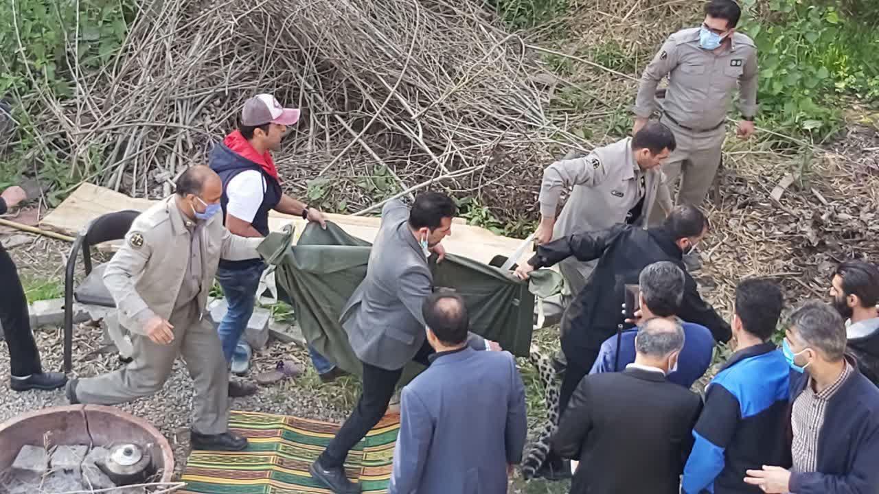 پلنگ چگونه وارد قائم شهر شد؟