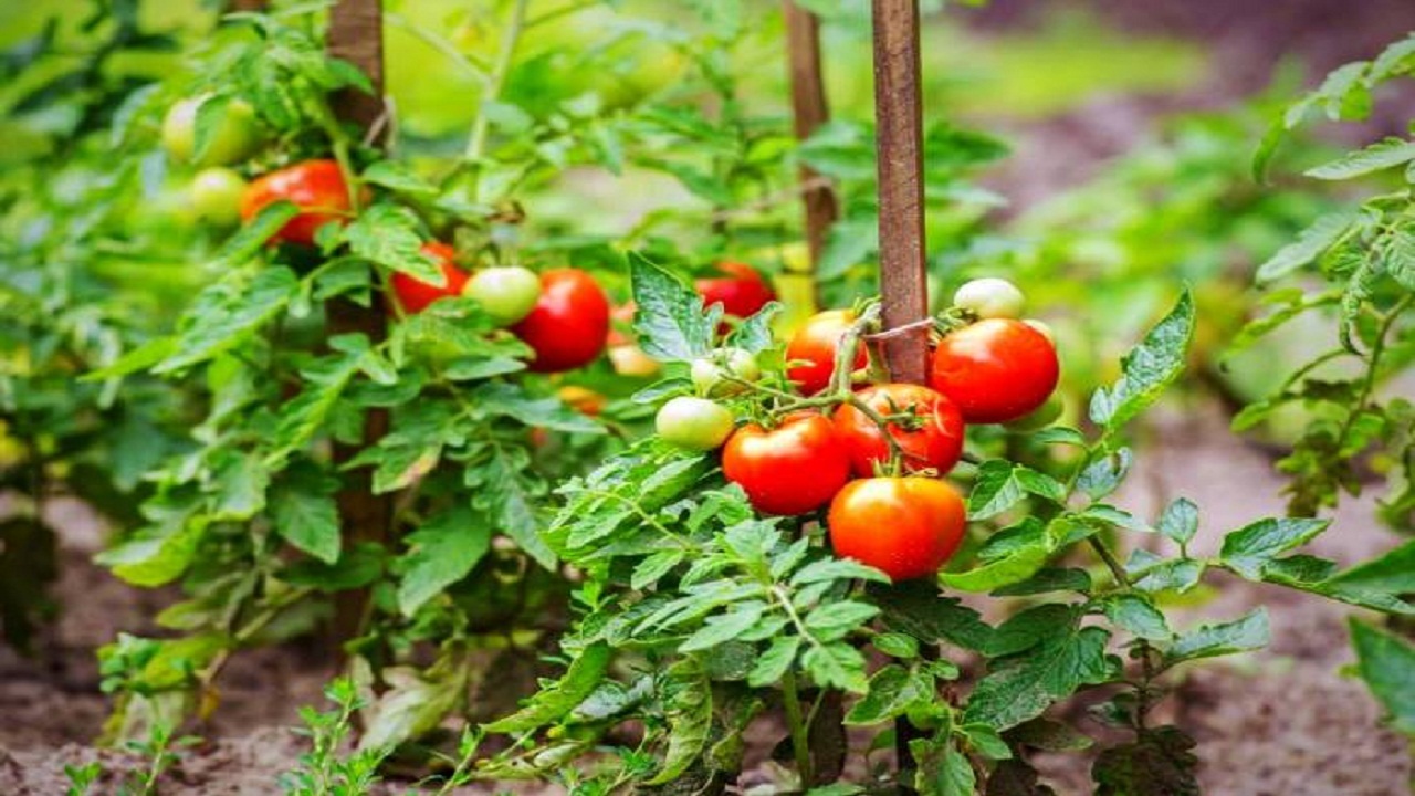 تولید ۱۰۰ هزار تن محصول کشاورزی در باشت
