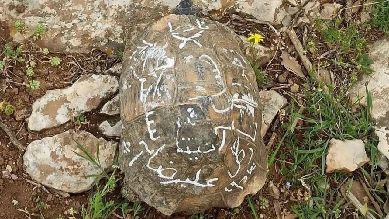 یادگاری که منجر به مرگ لاک پشتها می شود
