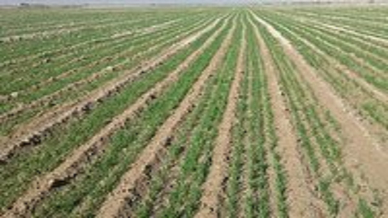 مزارع ۱۴ روستای بخش مرکزی میانه علیه سن گندم سمپاشی شد