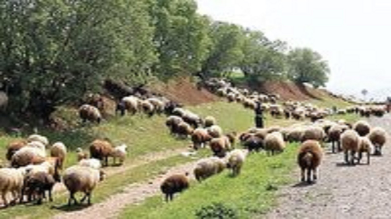 آغاز مدیریت چرای دام شاهرود
