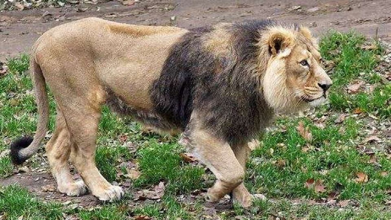 حصر خانگی وحوش، چالش رو به رشد محیط زیست کشور