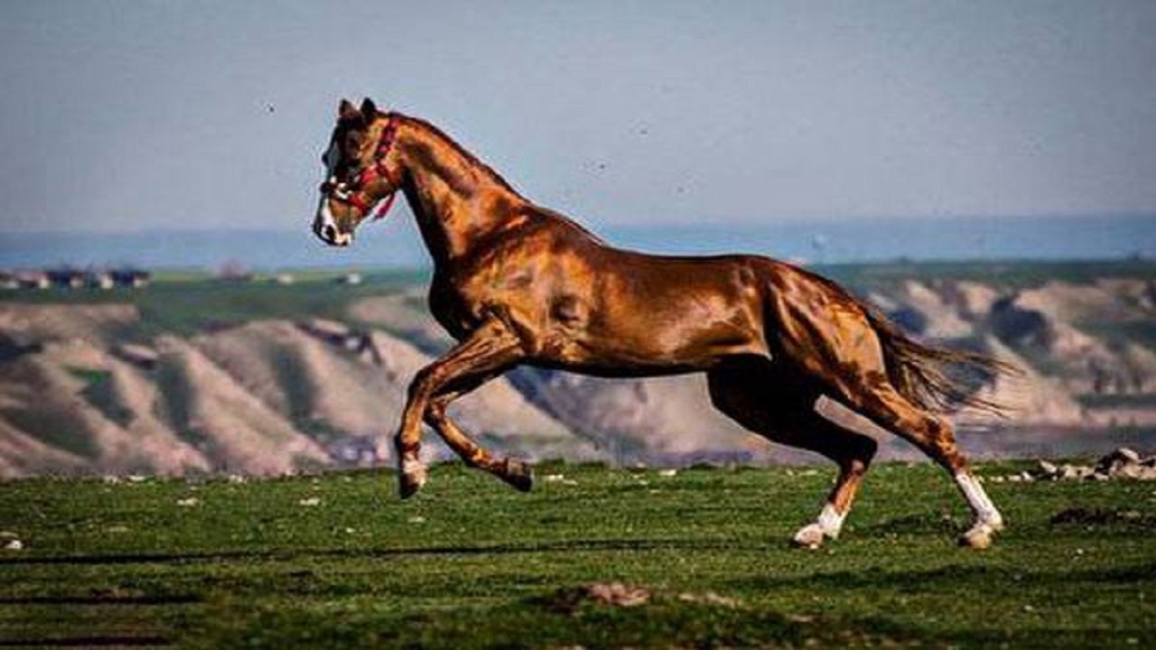 آشنایی با انواع نژادهای اسب