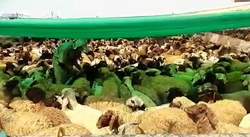 معرفی پتانسیل‌های مختلف روستاهای جزیره قشم + فیلم