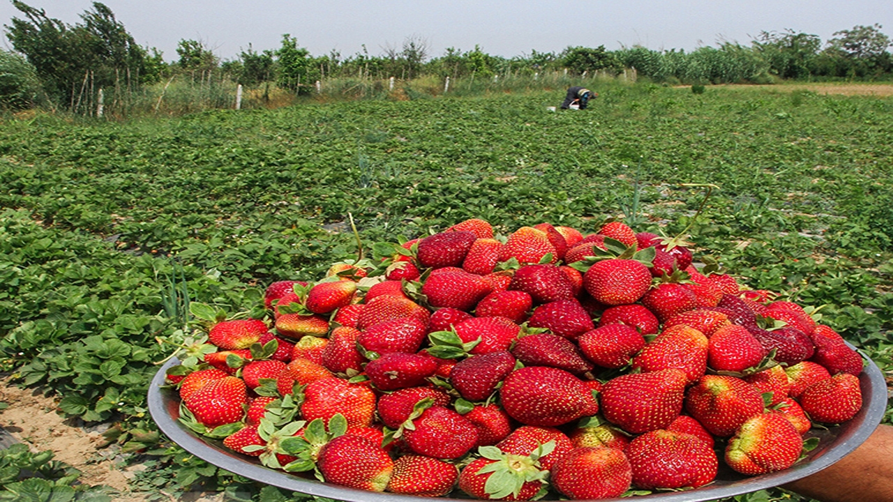 جشن ملی توت فرنگی فرصتی برای توسعه گردشگری کردستان است