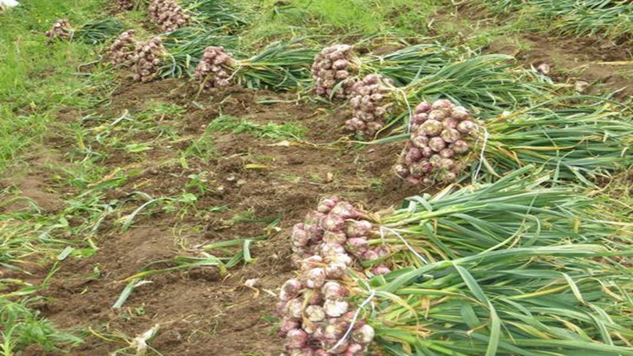 برداشت سیر از سطح ۶۰۰ هکتار مزارع در شهداد