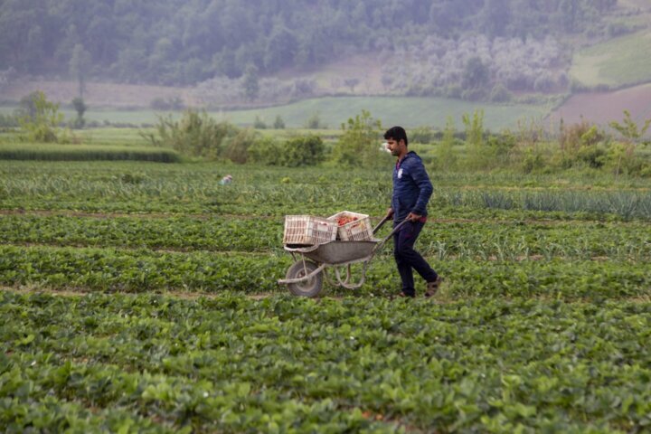 توت فرنگی
