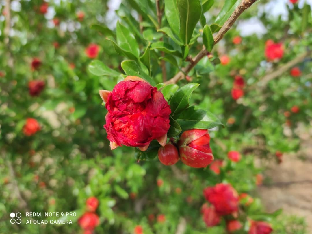 برداشت گلنار فارسی در شهرستان ارسنجان