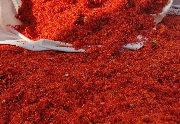 مزرعه&zwnj;ای پر از گل&zwnj;های سرخ و طلایی که به دشت&zwnj;های شهداد شادابی بخشیده