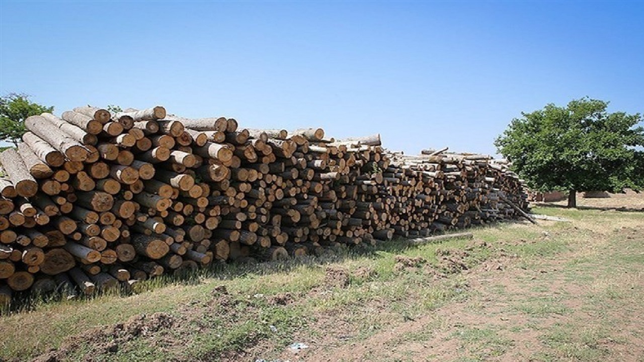 کشف ۲۲۴ تن چوب قاچاق در اصفهان