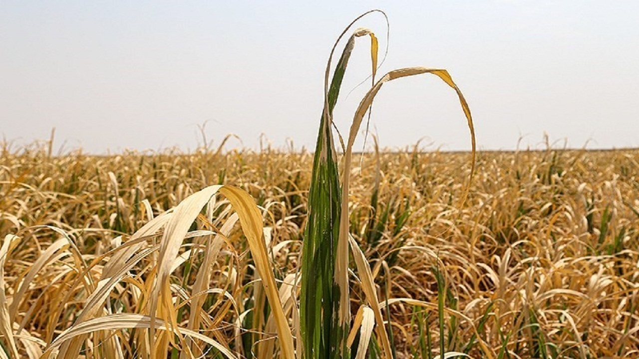 خسارت جدی خشکسالی به اراضی دیم شوشتر