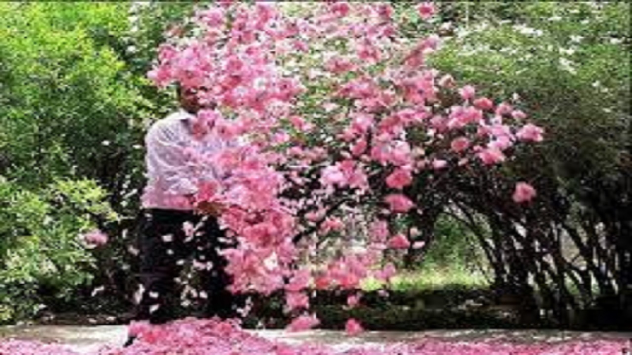 جشنواره های گل و گلاب به گردشگری البرز رونق می بخشند