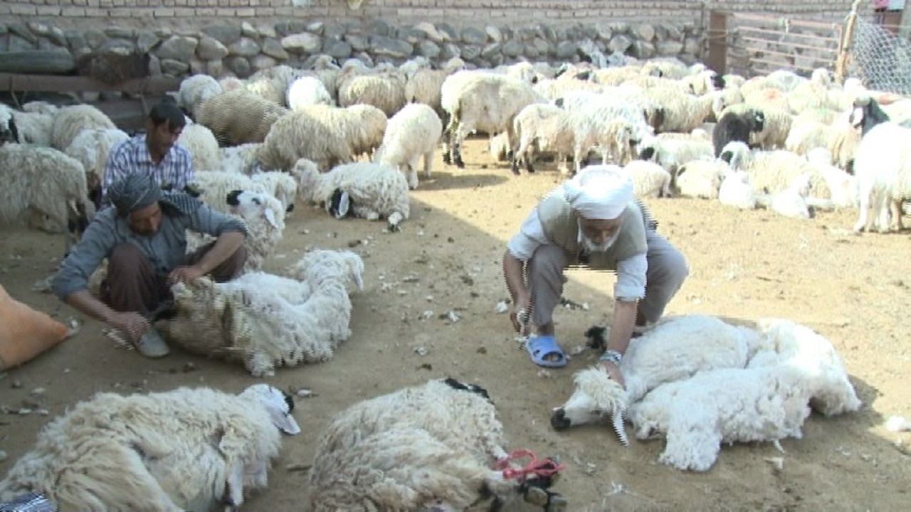 برداشت بیش از ۶۵۰ تن پشم در خراسان جنوبی