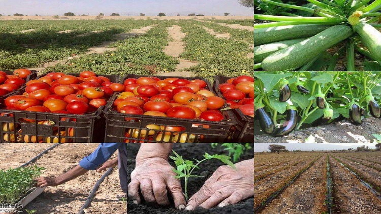 آغاز کشت صیفی‌جات در خاش