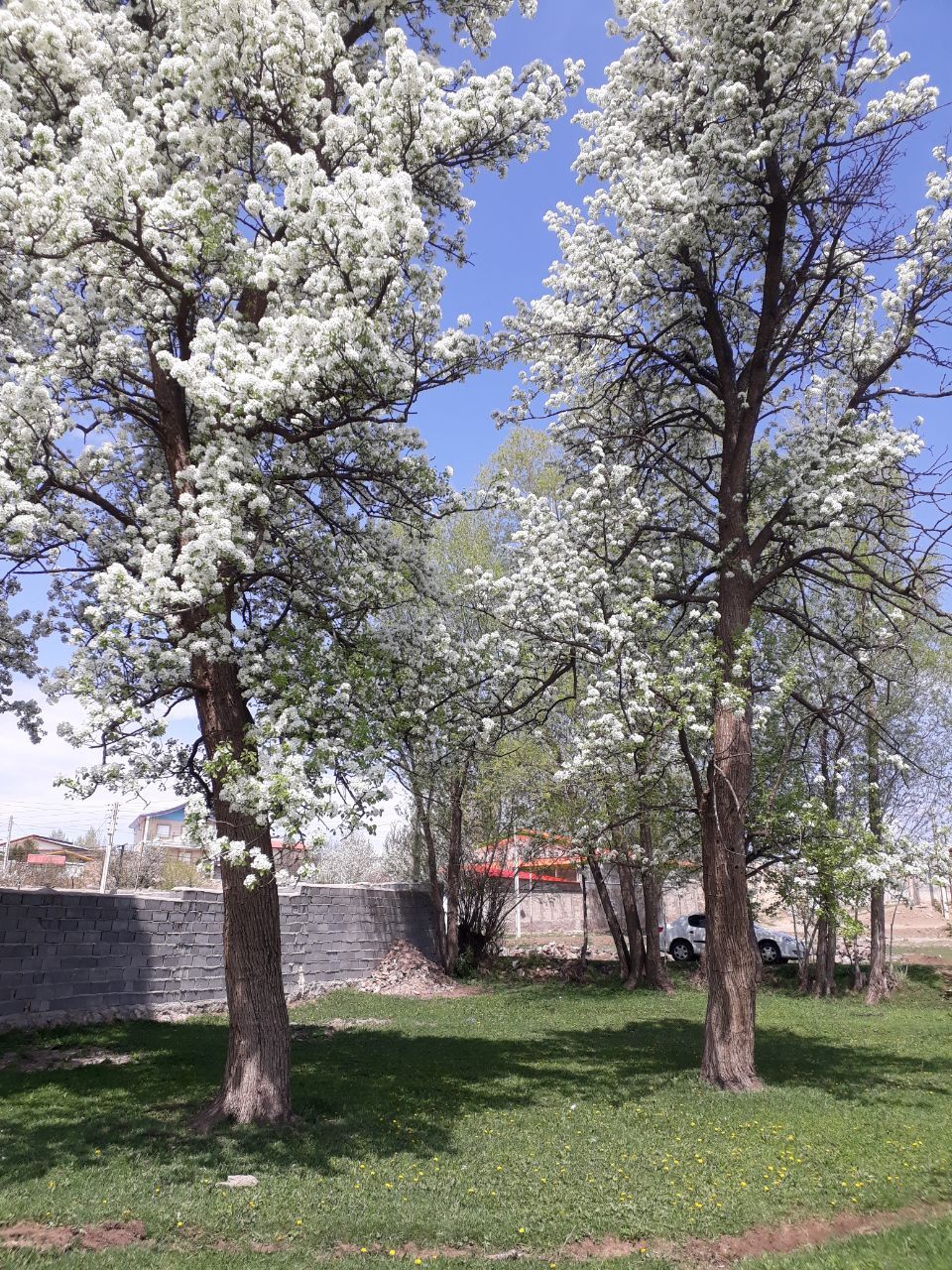 طبیعت بهاری روستای مشتقین به روایت تصاویر
