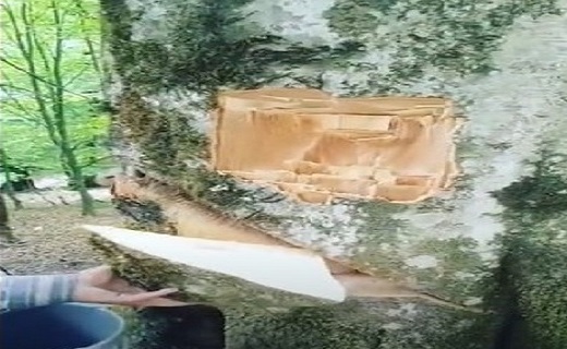 شناسایی ۶ نفر از عاملان آسیب به درختان جنگلی شفت