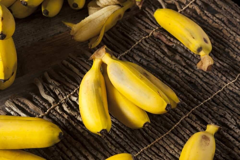 خواص و کاربردهای موز آبی و قرمز |