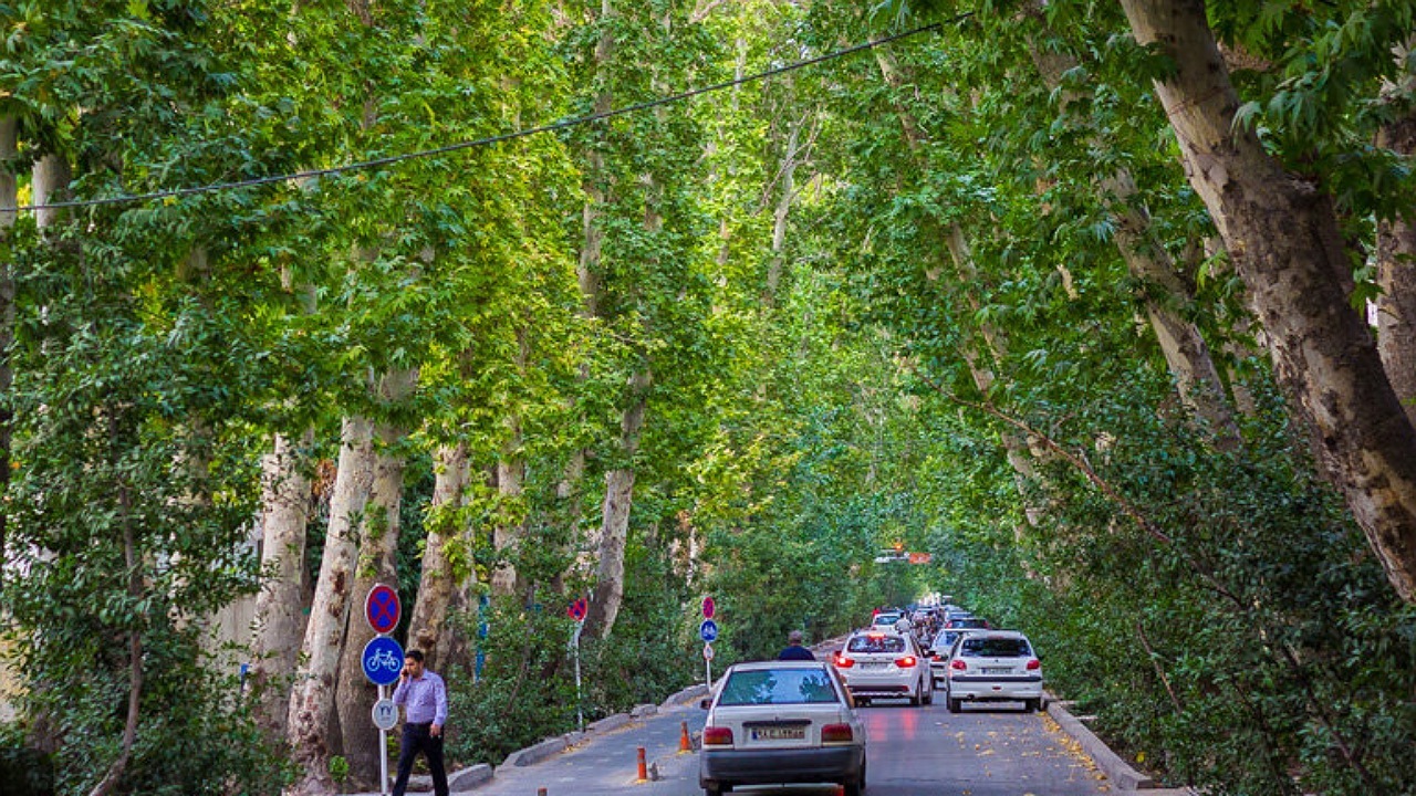 محلول پاشی درختان چنار در اصفهان