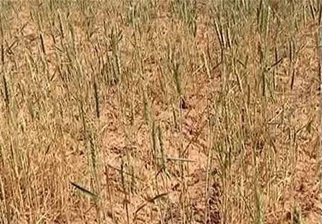 خسارت ۱۰۰ درصدی خشکسالی به مزارع گندم دیم کازرون